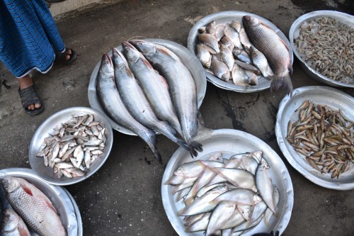 Some of the fish for sale opposite the Eidgah in Dhanmondi.