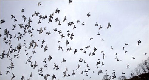 Flocks of pigeons just released at the start of a pigeon race