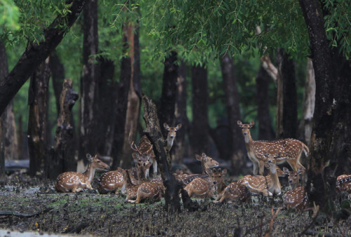 Spotted deer at the Sundarbans.