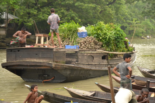 A trader brings in a boat full of saplings to the market.