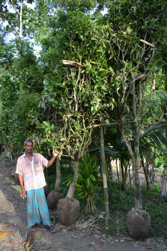 A merchant selling saplings in the weekly haat. 