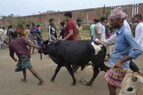 A city dweller walks away from a cattle market after just buying his sacrificial bull.