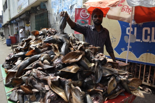 A picker displays his pick of the day: cow ears.