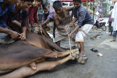 A cow on the morning of Eid, seconds before it is sacrificed