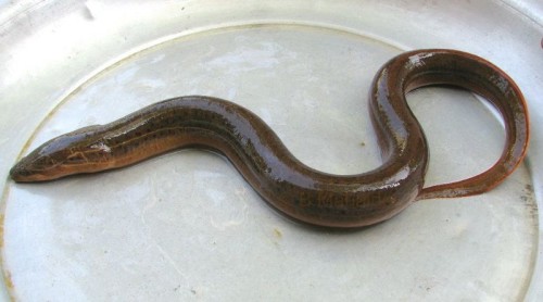 The gangetic mud eel, used by traditional healers in the country and as a delicacy in gastronomical industries in south Asian countries like India, Hong Kong and Thailand.