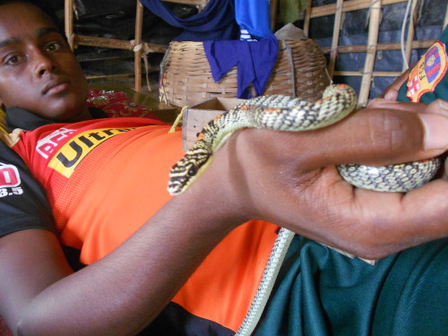 Kamal Sardar’s son-in-law, Jahurul Islam, showing Sutanoli, one of the most famous fortunetelling snakes