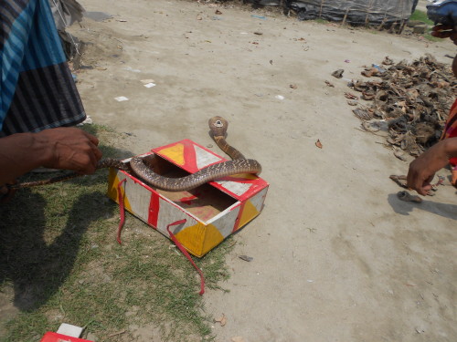 The shapures show off one of their snakes, kept in a box