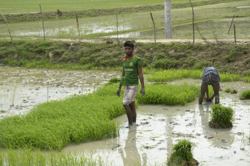 A farmer looks on, as another gathers the paddy in the watery agricultural land in Gandamara