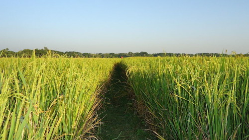 The lush, beautiful paddy fields