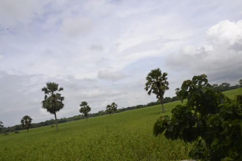 The picturesque green landscape of Shariatpur