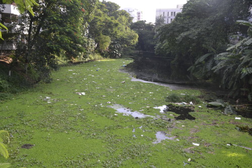 Neglected western part of Dhanmandi lake and it's polluted water