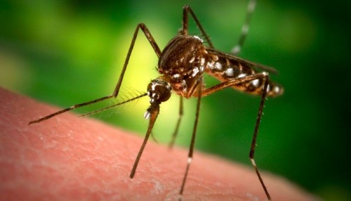 Mosquito_Malaria