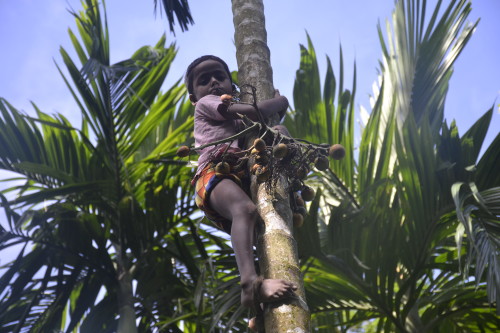 Zahirul descending from a tree with a bunch of betel nut.